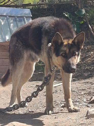 каракол ит: Овчарка, 1 жаш, Эркек, Эмделген — 2