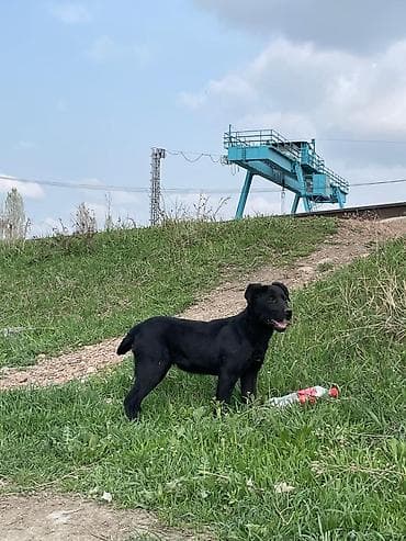 лабрадор сколько стоит: Собака даром: 3 месяца, Самка — 6