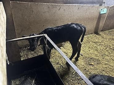 мел для животных: Продаю | Тёлка | На откорм — 1