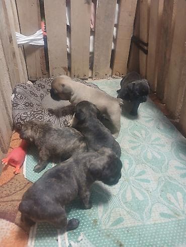Бронь на щенков французкого бульдога.все вопросы по тел at lalafo.kg Бронь на щенков французкого бульдога.все вопросы по тел