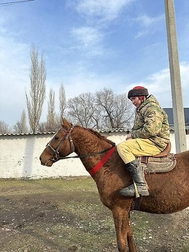 самоед щенок цена: Продаю | Конь (самец) | Дончак | Конный спорт | Племенные, Осеменитель — 4