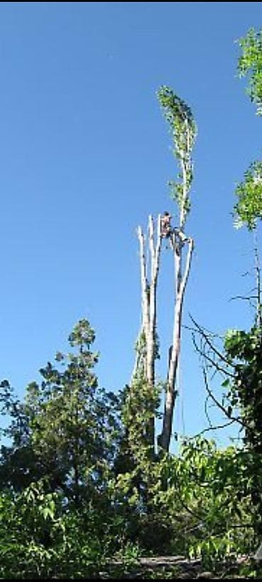 чемеричная вода: СПИЛ ДЕРЕВА — 1