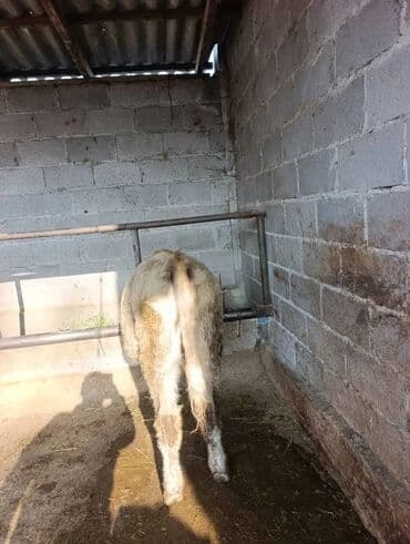 сколько стоит корова дойная: Продаю | Бык (самец) | Аулиекольская — 5