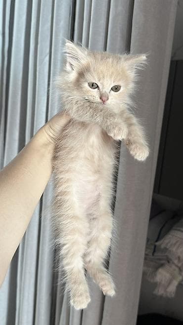 Кошки: Беспородная, 2 месяца, Мальчик, Биколор, Приучена к лотку — 1