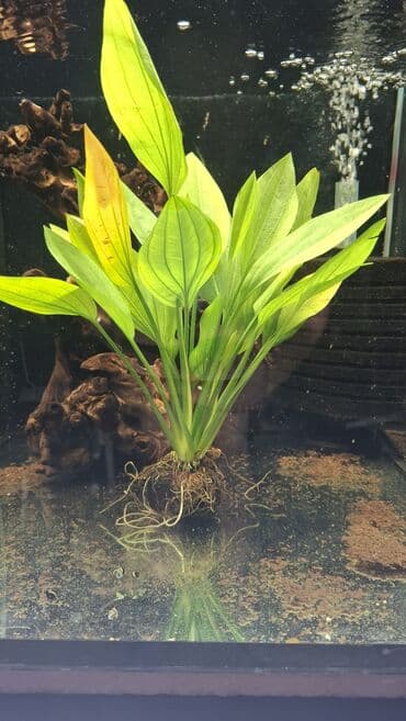 гидропонный корм: Аквариумное растение — Эхинодорус (розетка) - Тип: розеточное — 2