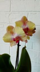 орхидея заказать: Большой выбор цветущих сортовых орхидей высота растений 35 см — 1