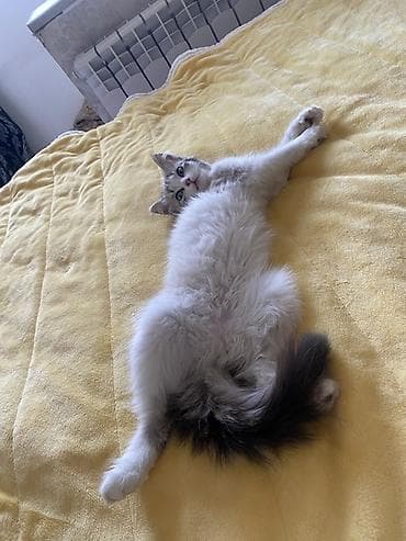 Другие животные: 7 месяцев, Девочка, Метис — 7