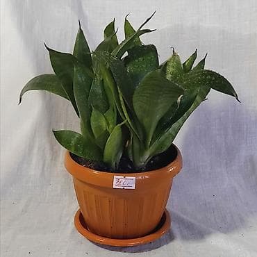 делал: Очищает воздух лучше большинства комнатных растений — это доказано — 6