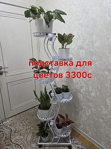 каланхоя: Комнатные растения в горшках. - Подборка неприхотливых растений — 9