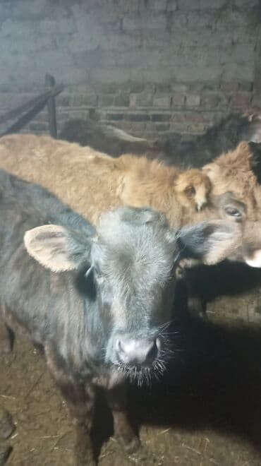 Зоотовары: Продаю | Музоо, торпок | Полукровка | На откорм | Привязанные — 1