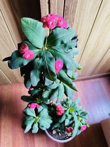 Комнатное растение «Молочай миля» (Euphorbia milii, корона Христа) в — 5
