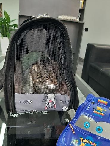 дикая кошка: Шотландский вислоухий кот (скоттиш-фолд) Описание: - Полосатый — 10