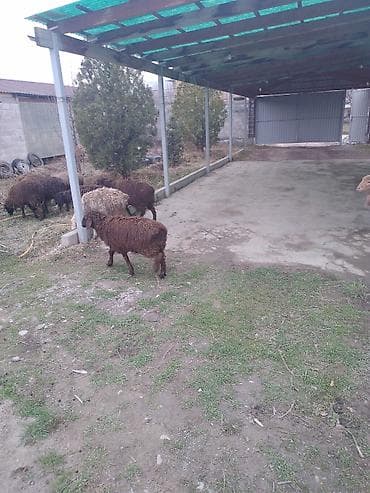 Баран, овца: Продаю | Ягненок | Матка — 3