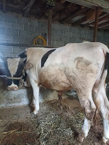 кошка сокулук: Сатам | Бука (эркек) | Бордоп семиртүү үчүн | Байланган — 2