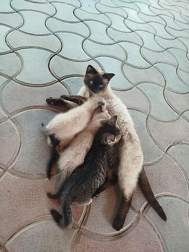 симс: Котята от сиамской кошки Описание: - Помёт от сиамской кошки с — 1