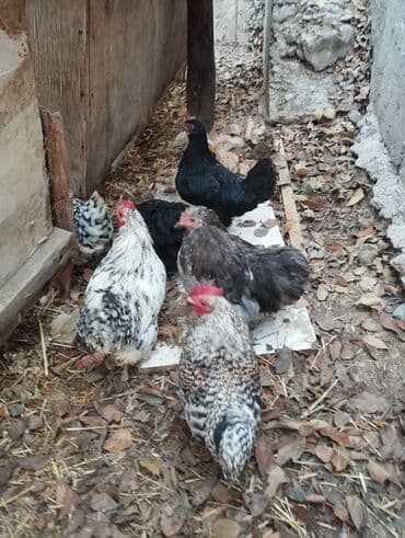 диффенбахия растения: Продаю карликовых кур цены от 600 до 800 сом — 2