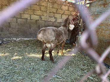 купить перепёлок: Продаю | Баран (самец) | На забой | Племенные — 3