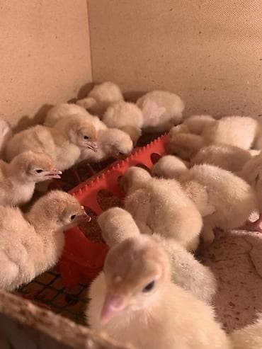 кой обмен: Продаю | Индюшата | Для разведения — 2