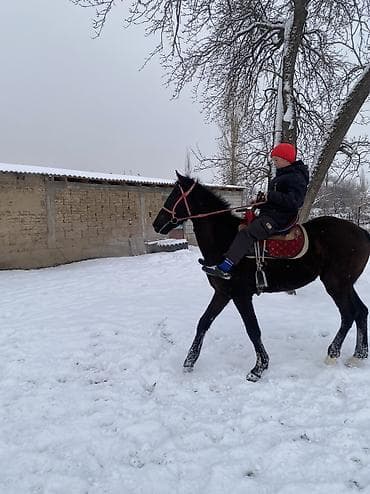 тай лошад: Продаю | Конь (самец) — 3
