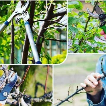 бий алма: Обрезка плодовых деревьев .
Обработка деревьев — 1