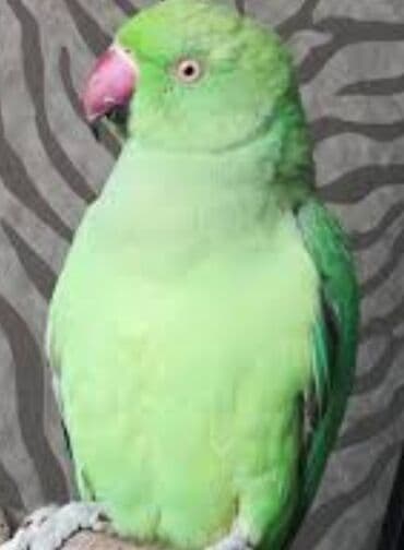 Птицы: Попугаи Ожиреловые хорошо учатся говорить и приручаются к рукам — 7