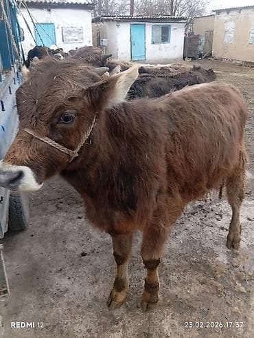 бык бык: Продаю | Бык (самец) | На откорм | Привязанные — 1