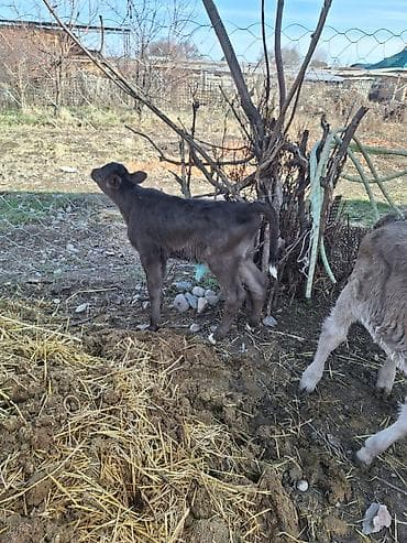 Услуги ветеринара: Продаю | Музоо, торпок | На откорм | Искусственник — 3