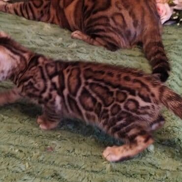 куда можно отдать собаку в бишкеке: Бенгальская, 2 месяца, Девочка — 28