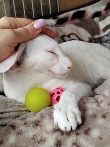 наполнители для кошек: Ориентальная, 4 месяца, Мальчик, Белый, Приучена к лотку, Проглистована, С документами — 21