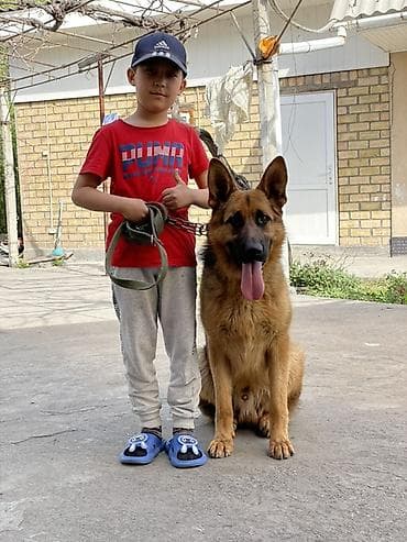 кошки шотланские: Немецкая овчарка, 3 года, Самец — 1