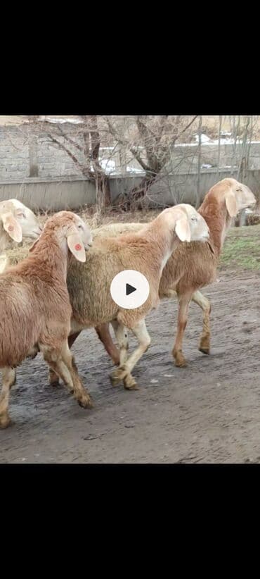 Средства для стирки: Продаю | Овца (самка) | Эдильбаевская | Для разведения | Ярка — 4