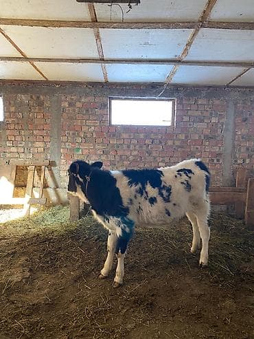 Услуги ветеринара: Продаю | Тёлка | Голштин | Для молока | Привязанные — 4