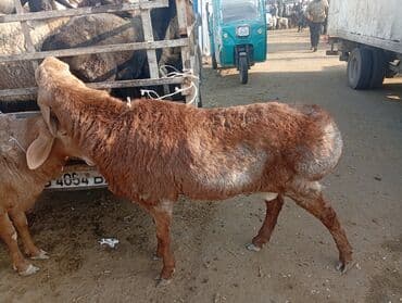 моноблок 16: Продаю баран хороший не болеют.баран крупные — 1