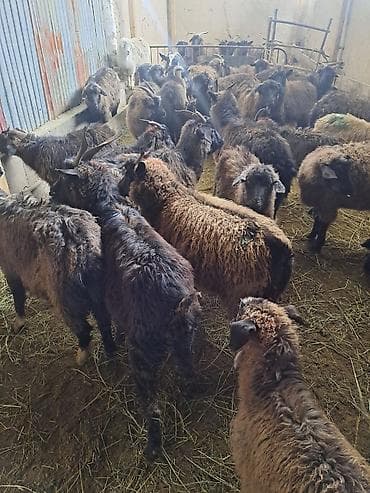 Продаю | Коза (самка) | Полукровка | Для разведения | Котные