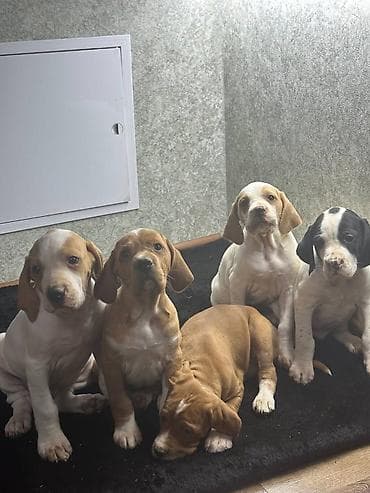 Щенки Английского пойнтера (помёт из 5 малышей), возраст 2 месяца10 at lalafo.kg Щенки Английского пойнтера (помёт из 5 малышей), возраст 2 месяца10