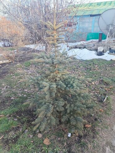 печки буржуйка: Саженцы деревьев: Ели — 1