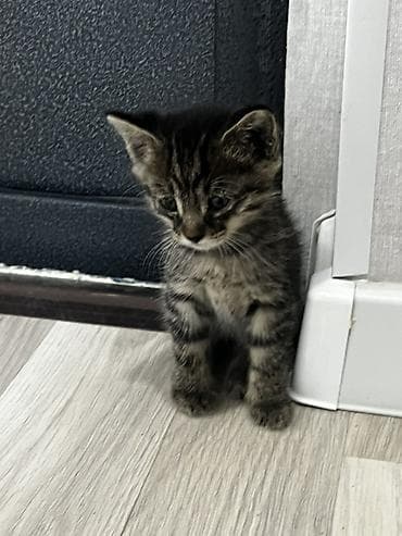 отдам породистых котят: Котёнок тигрового окраса. продаются обои один мальчик вторая девочка — 2