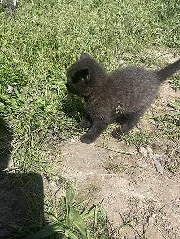 Черный котёнок - Окрас: полностью чёрный, мягкая пушистая шерсть -