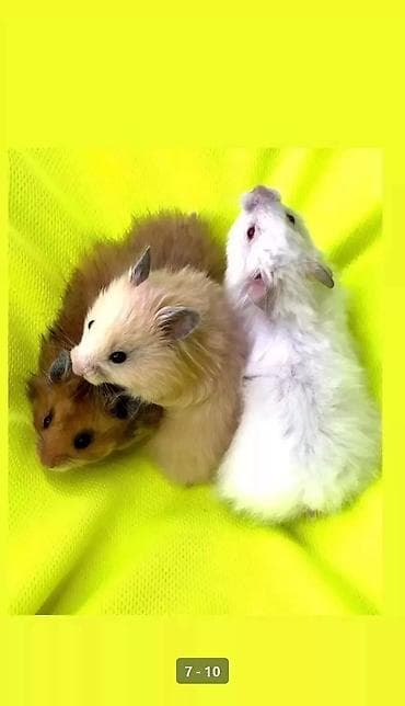 Собаки: Продаются хомячки сирийские, ангорские пушистые хомячки, джунгарские — 7