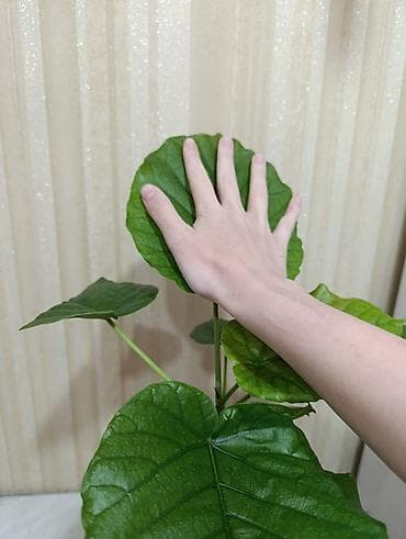 садовый декор: Фикус умбеллато (Ficus umbellata) - Декоративно-лиственное комнатное — 1