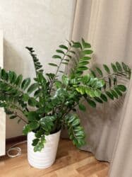 растения для аквариума: Высота 85 см -90 см 
С горшком самовывоз — 2