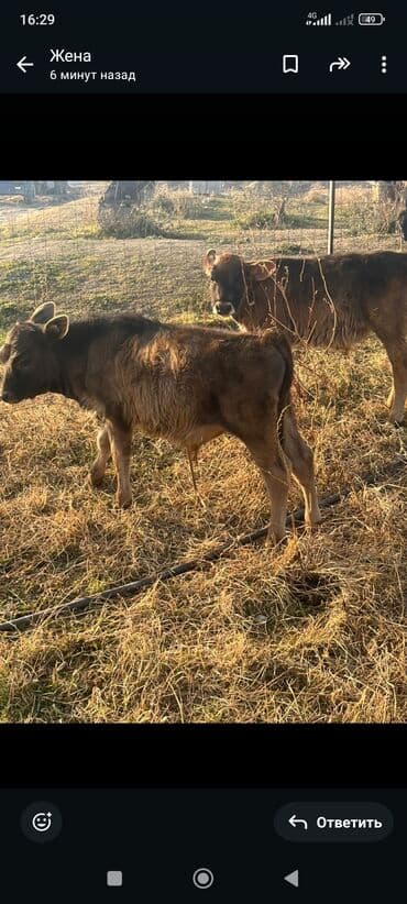 питомник чихуахуа бишкек: Продаю | Музоо, торпок | На откорм — 1