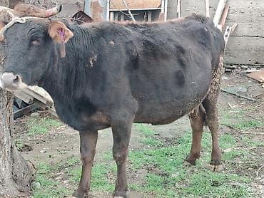 клевер белый: Продаю | Корова (самка) — 2