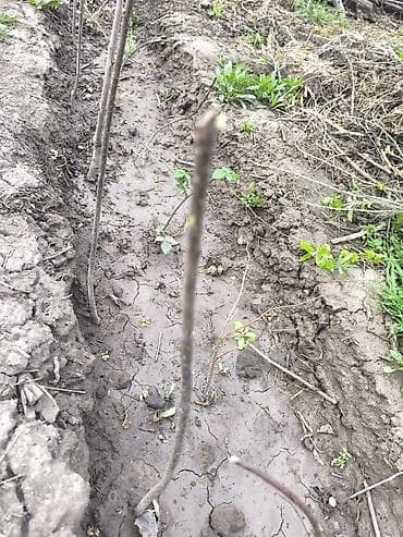 Черешня: Черемуха саженцы однолетка . Цена окончательная . Нижняя Алаарча. - — 6