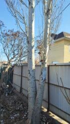 Садовые инструменты и инвентарь: Дрова Самовывоз, Платная доставка — 2