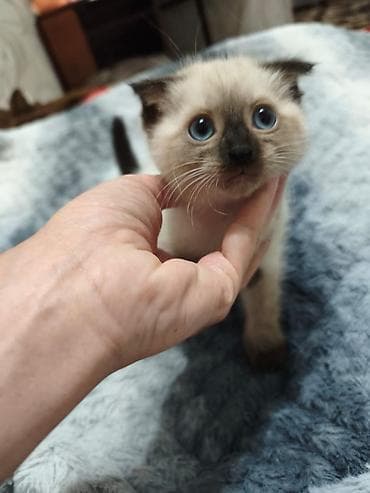 Животные: Котята, 2 мальчика Ласковые, умные, игровые, к лотку приучиные. Отдам — 1