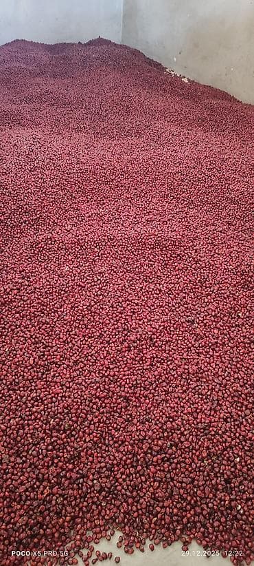 бутун турция: Продаю шиповник очищенный больше тонны — 4