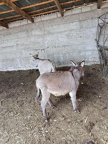 Ослы (молодые) - Вид: домашние ослы, на фото — молодые особи - Окрас