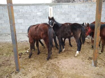 дойный коров: Продаю | Жеребец — 2