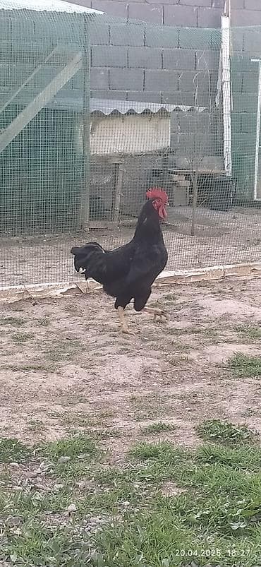 гончая собака: Продаю | Петух | Для разведения — 3